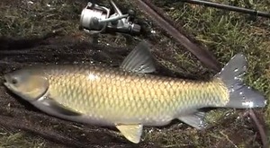 Jak na amura - ukázka z DVD