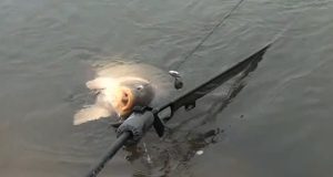 Krátké podzimní výpravy za kapry (video)