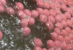 Plovoucí boilies tisíckrát jinak