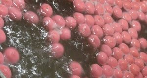 Plovoucí boilies tisíckrát jinak